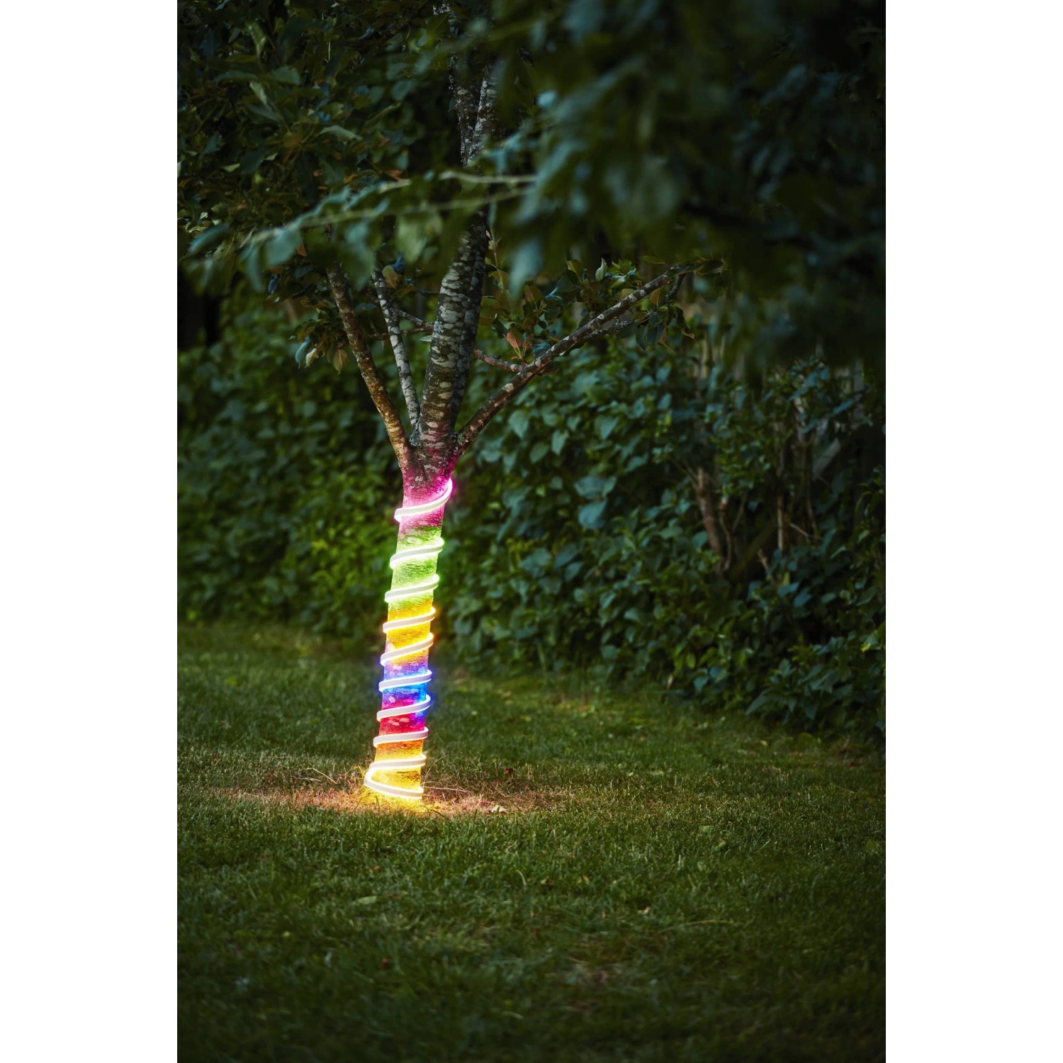 Buntes Eglo LED-Leuchtband Flatneonled (300 cm) um einen Baum gewickelt, für dekorative Außenbeleuchtung.
