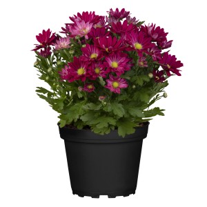 Chrysantheme Swifty im Topf, violette Blüten mit gelber Mitte. Herbstpflanze für Balkon und Garten.