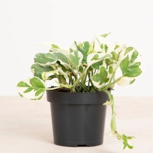 GROW by OBI Efeutute "NJoy" Höhe ca. 15 cm Topf-Ø ca. 12 cm Scindapsus