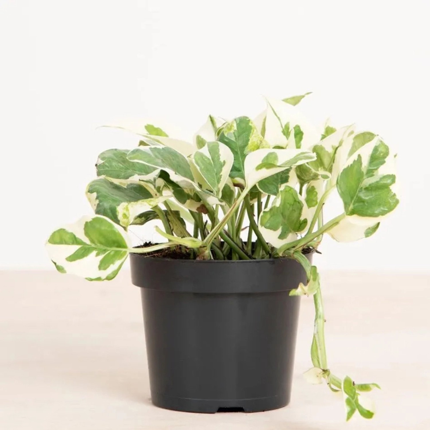 GROW by OBI Efeutute NJoy Höhe ca. 15 cm Topf-Ø ca. 12 cm Scindapsus