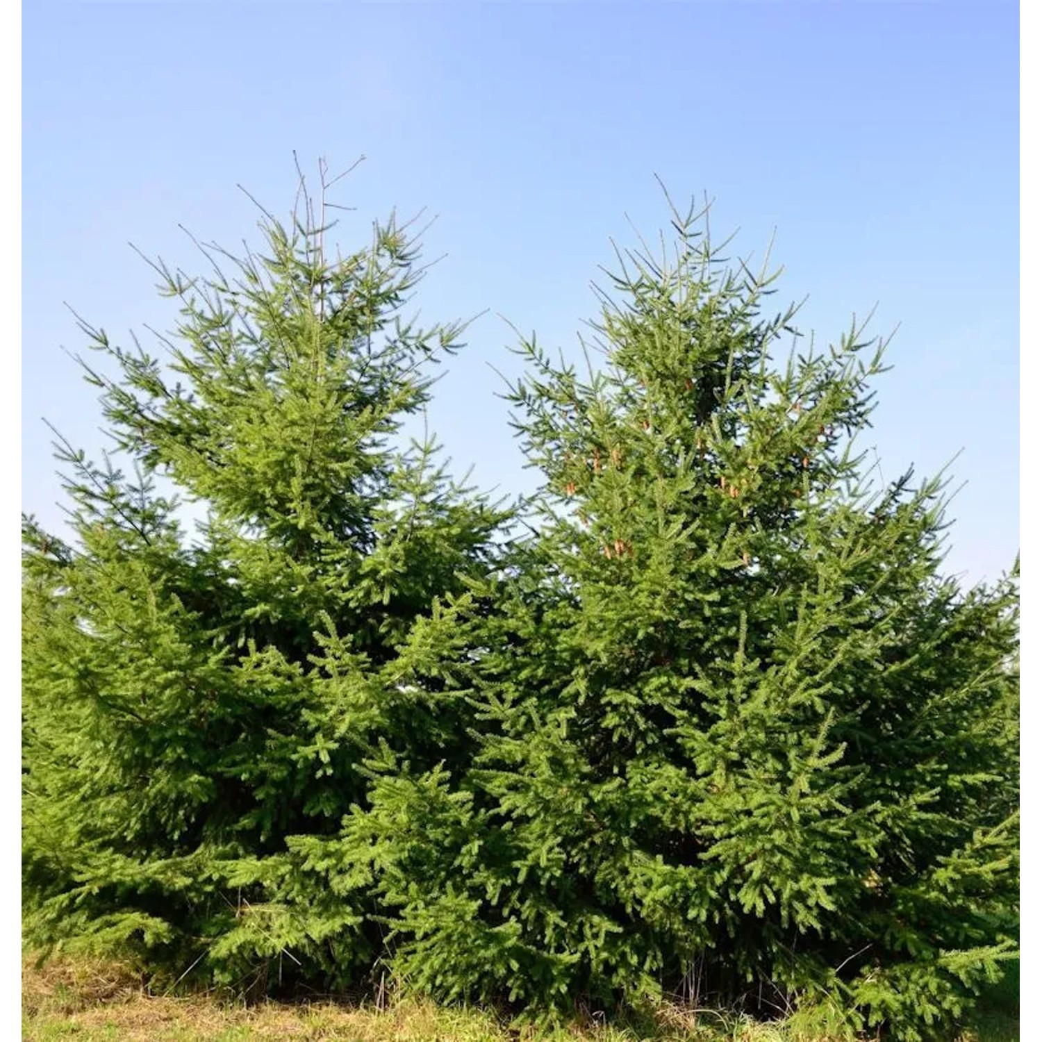 Douglasfichte 100-125cm - Pseudotsuga menziesii