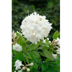 Nahaufnahme des Rhododendron Luteum 'June Jubilee' mit üppigen, weißen Blüten und grünen Blättern.