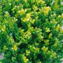 Buxus microphylla 'Faulkner' Heckenpflanze, 60-80 cm, buschig und immergrün.