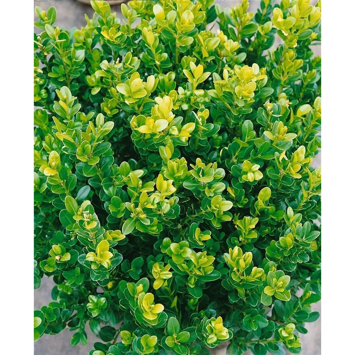 Buxus microphylla 'Faulkner' Heckenpflanze, 60-80 cm, buschig und immergrün.