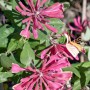Nahaufnahme der rosa-gelben Blüten des Geißblatts Lonicera Heckrottii Goldflame, einer Kletterpflanze.