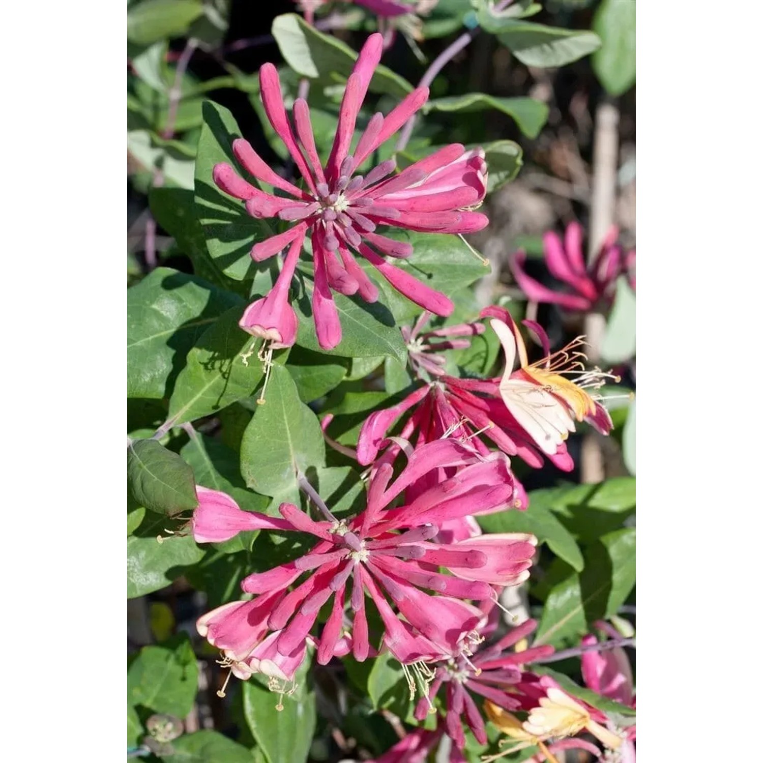 Nahaufnahme der rosa-gelben Blüten des Geißblatts Lonicera Heckrottii Goldflame, einer Kletterpflanze.