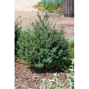 Ilex crenata 'Dark Star' Heckenpflanze, 100-125 cm hoch, buschig wachsend mit dunkelgrünem Laub.