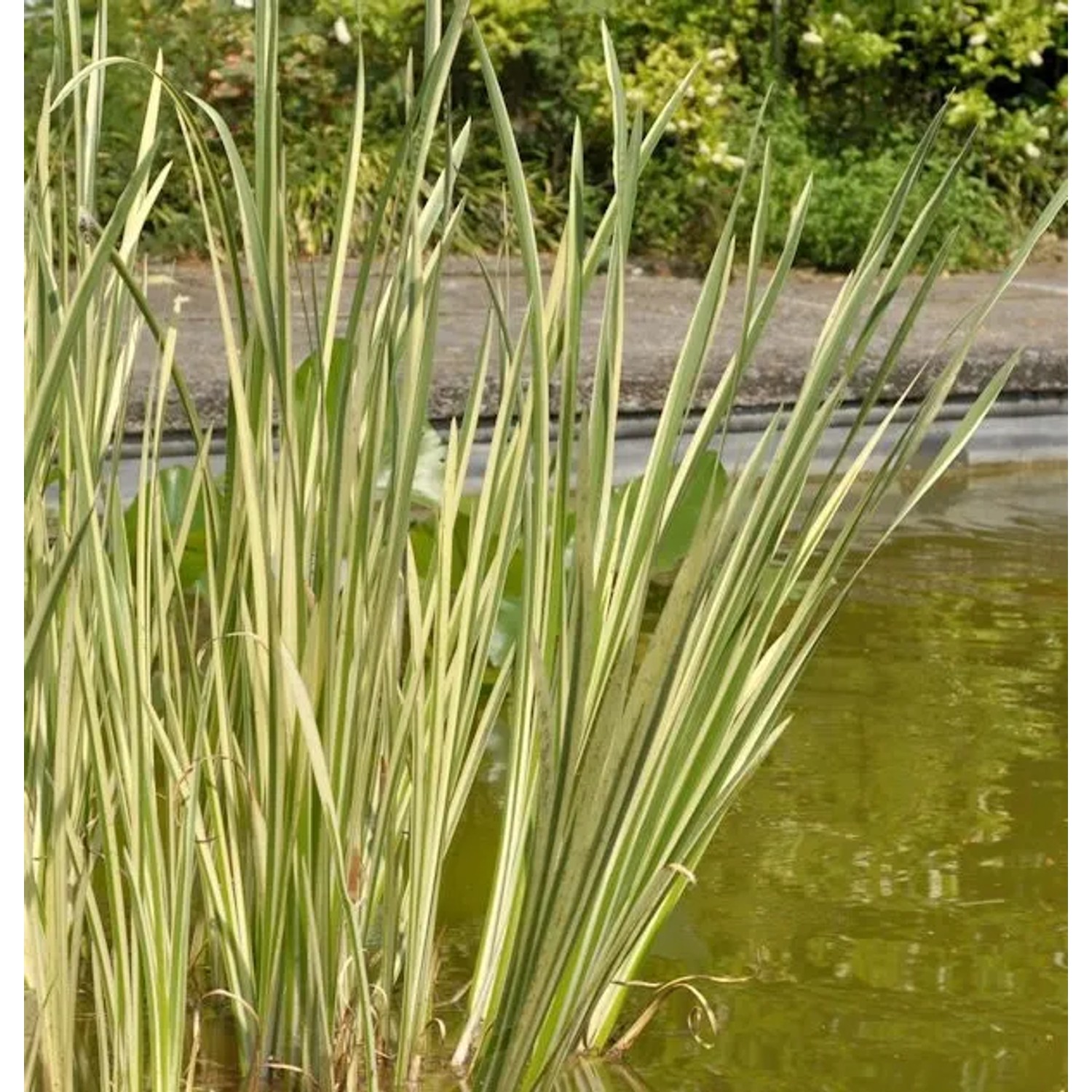 Kalmus Variegatus - Acorus calamus