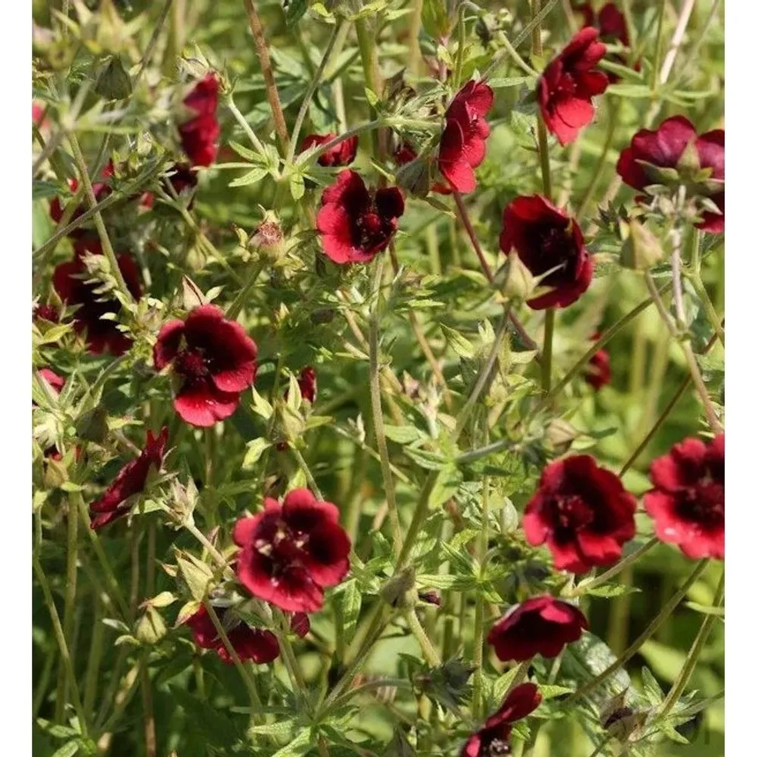 Fingerkraut Monarch's Velvet - Potentilla thurberi
