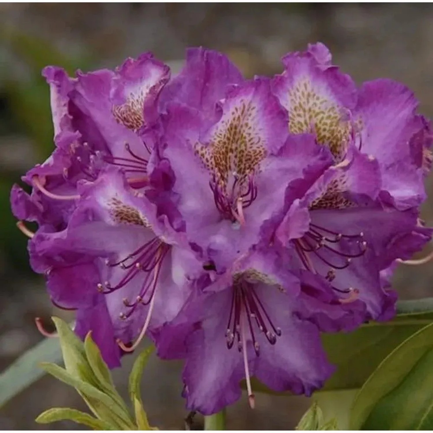 Rhododendron Bohlkens Lupinenberg 20-25cm - Alpenrose
