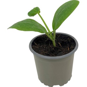 Junge, weiße Zucchini-Pflanze im Topf (9 cm Ø).