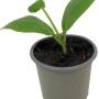 Junge, weiße Zucchini-Pflanze im Topf (9 cm Ø).