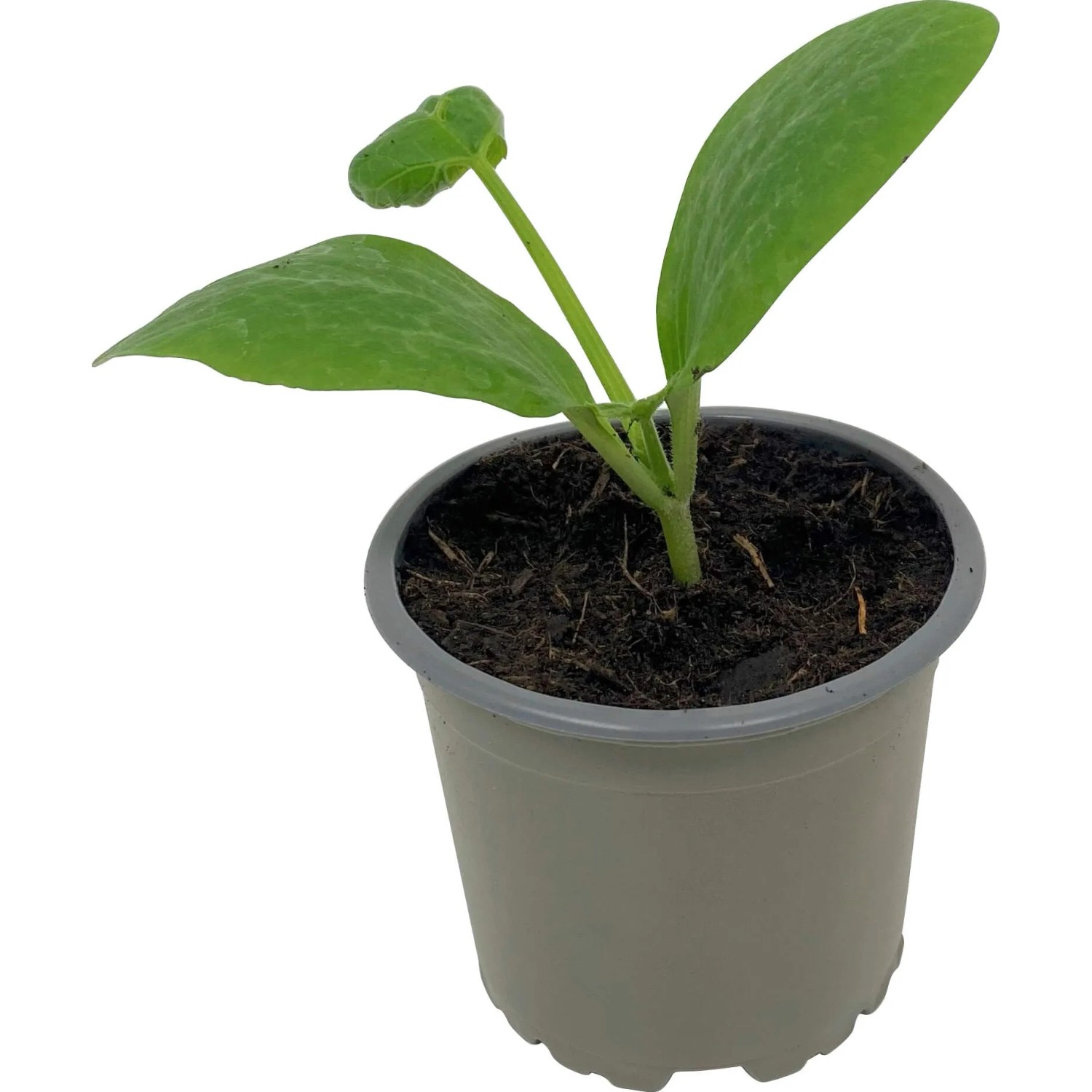 Junge, weiße Zucchini-Pflanze im Topf (9 cm Ø).