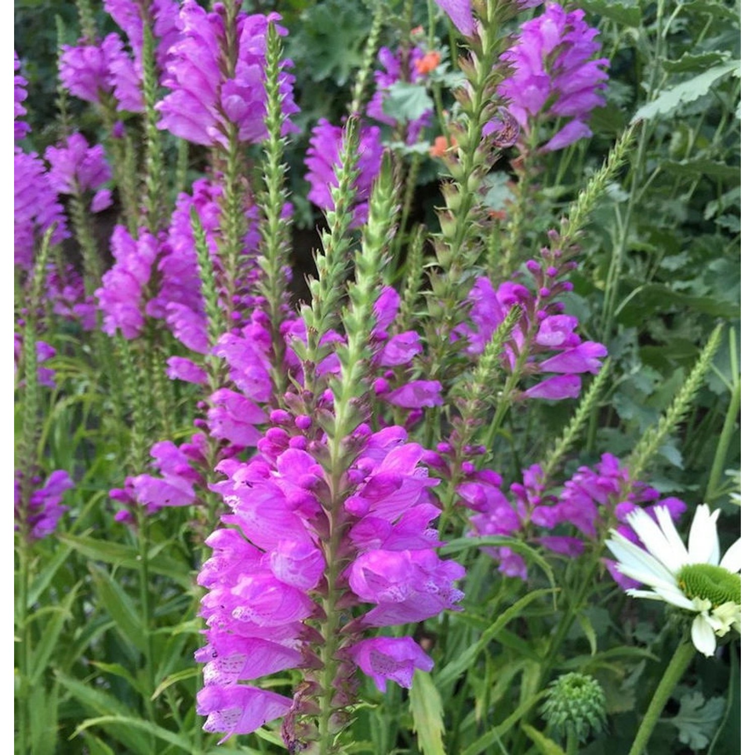 Gelenkblume Vivid - Physostegia virginiana günstig online kaufen