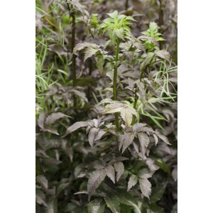 Detailaufnahme des Schwarzen Holunder Sambucus Nigra Black Tower mit dunklem Laub.
