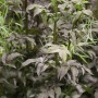 Detailaufnahme des Schwarzen Holunder Sambucus Nigra Black Tower mit dunklem Laub.