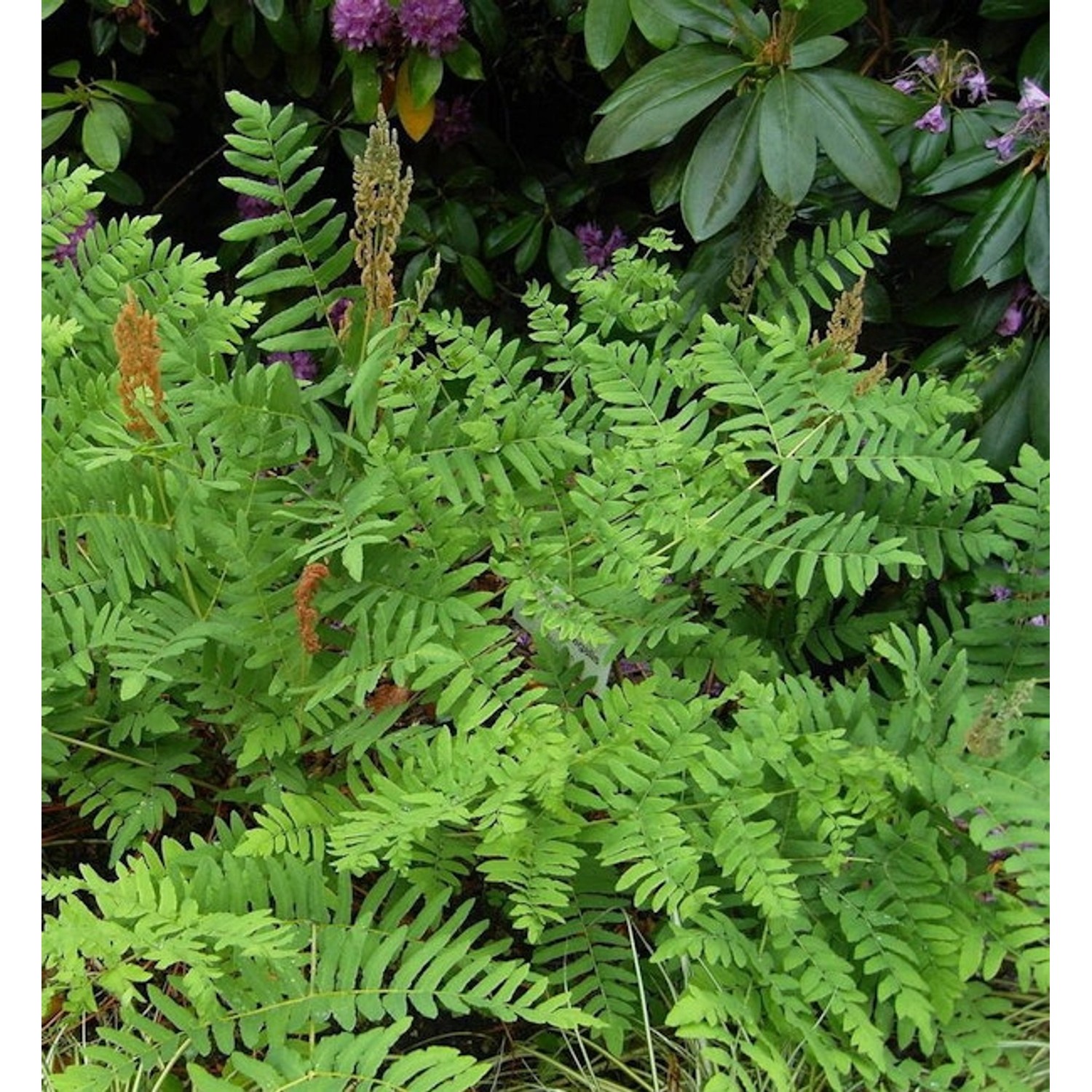 Königsfarn - Osmunda regalis günstig online kaufen