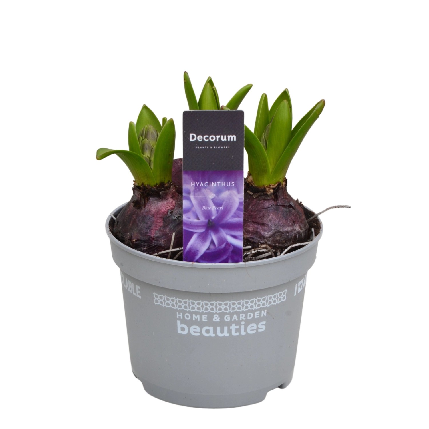 GartenHyazinthe "Blue Star" Blau Höhe 20 cm TopfØ 12 cm Hyacinthus