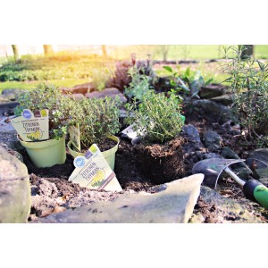 Blu Zitronen-Thymian im Topf, Küchenkräuter für Garten und Balkon.