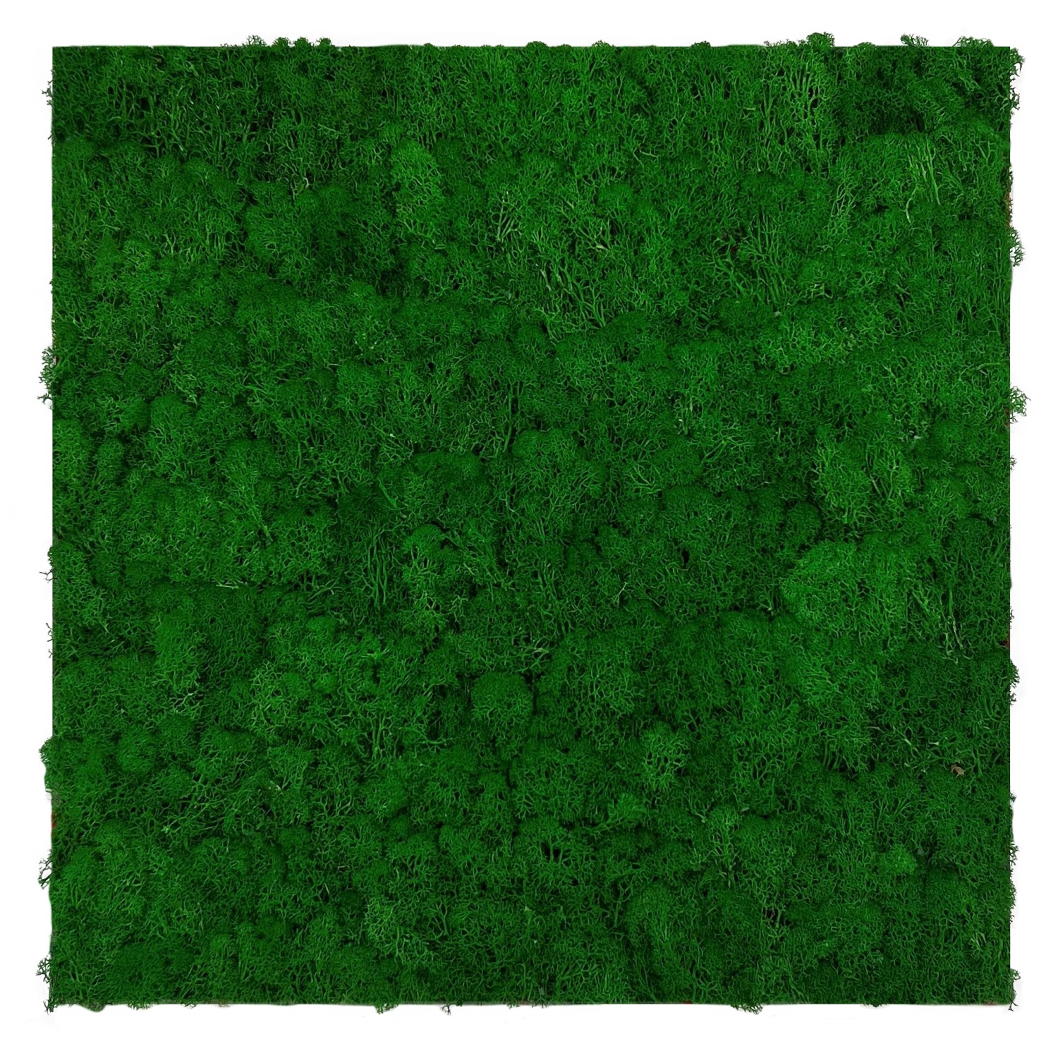 Jangal Wandpaneel Modular Wall Nature Green Moos 52 x 52 cm günstig online kaufen