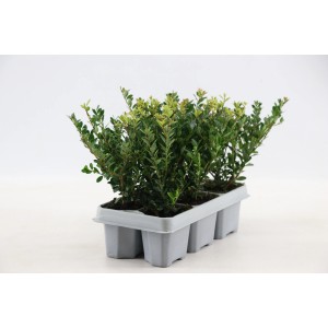 6er-Pack Japanische Stechpalme Jenny (Ilex crenata) im Anzucht-Tray mit grünen Blättern.