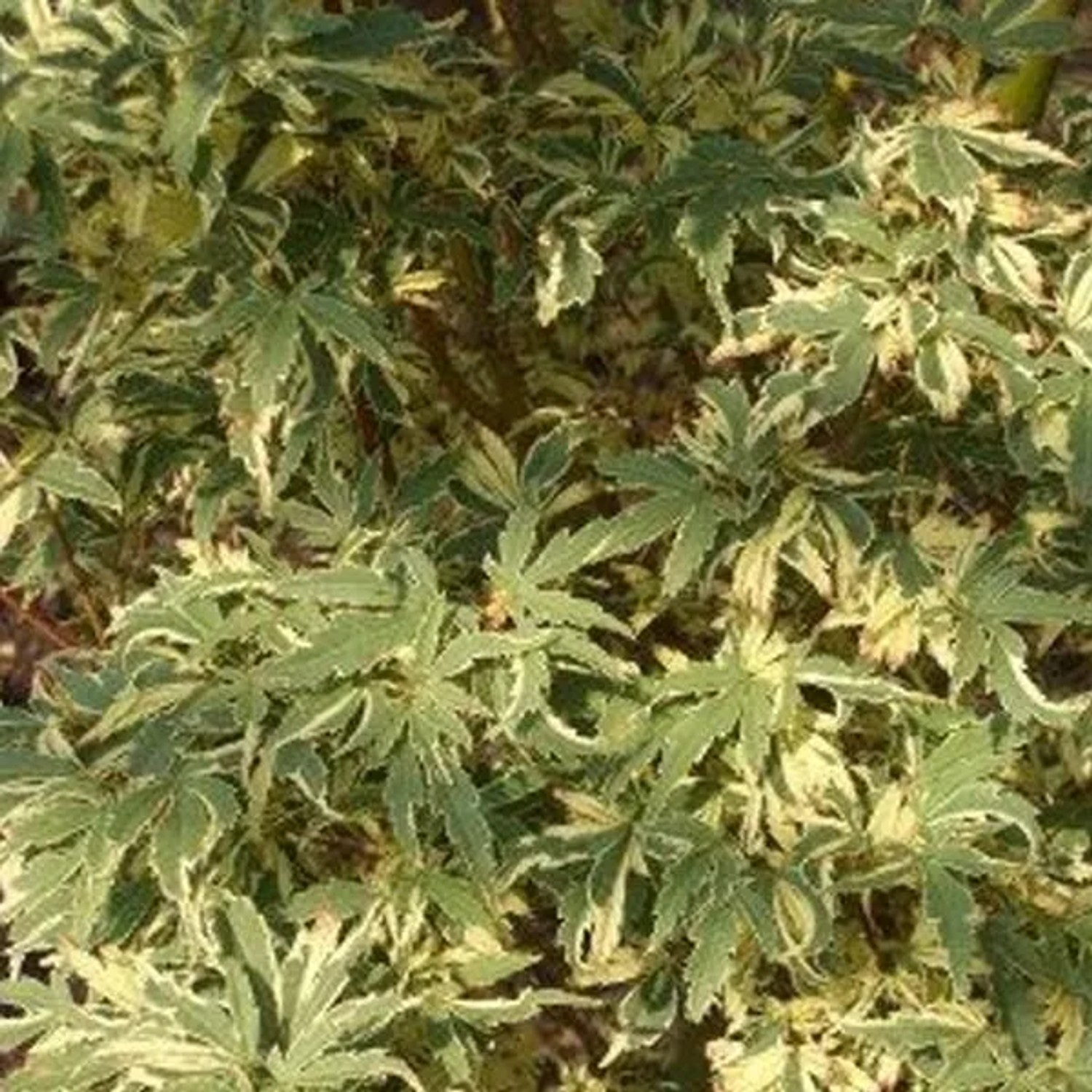 arborix Fächerahorn 'Butterfly' Acer Palmatum 40 Bis 60 Cm Im Container Panaschiertes Laub
