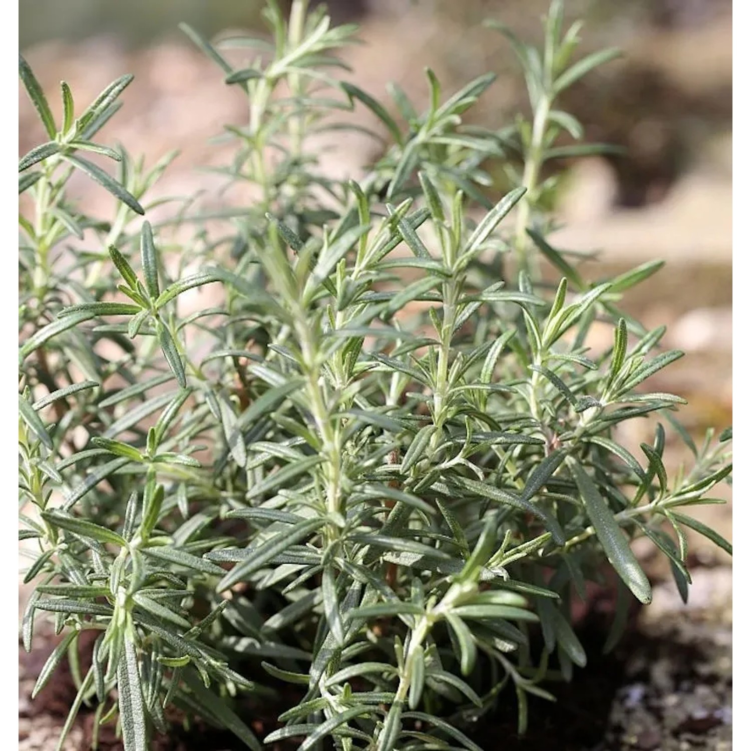 Rosmarin Haifa - Rosmarinus officinalis