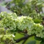 Japanischer Schneeball Viburnum Plicatum mit weißen Blüten und grünen Blättern.