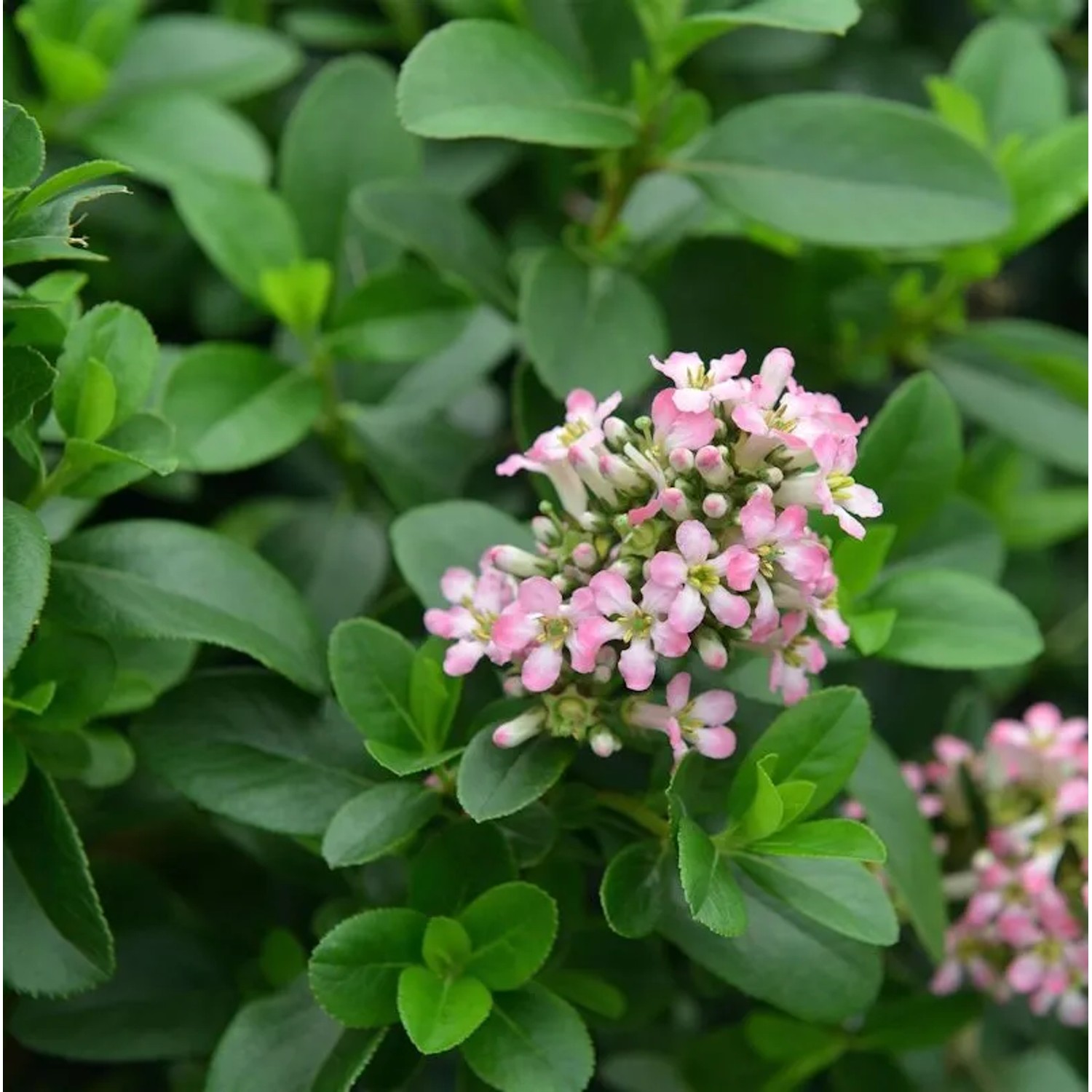 Andenstrauch Pink Elle 40-60cm - Escallonia