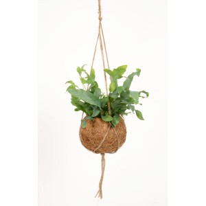 Blattpflanze in Kokedama-Ampel mit Kokosfaser-Kugel, Topf ca. 12 cm.