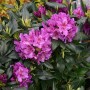 Rhododendron 'Lee's Dark Purple' 40 bis 50 cm im Container Dunkelviolette Blüten_2
