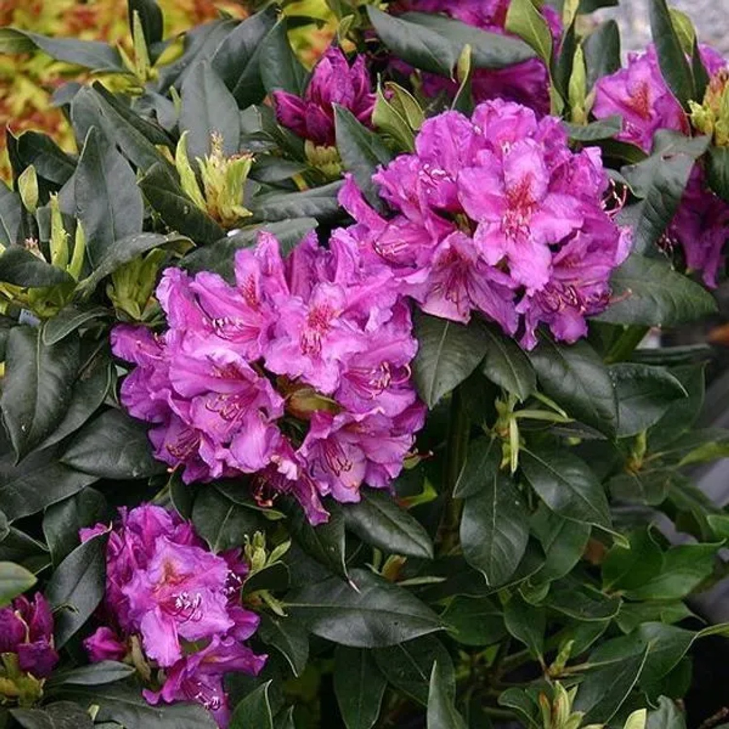 Rhododendron 'Lee's Dark Purple' 40 bis 50 cm im Container Dunkelviolette Blüten_2