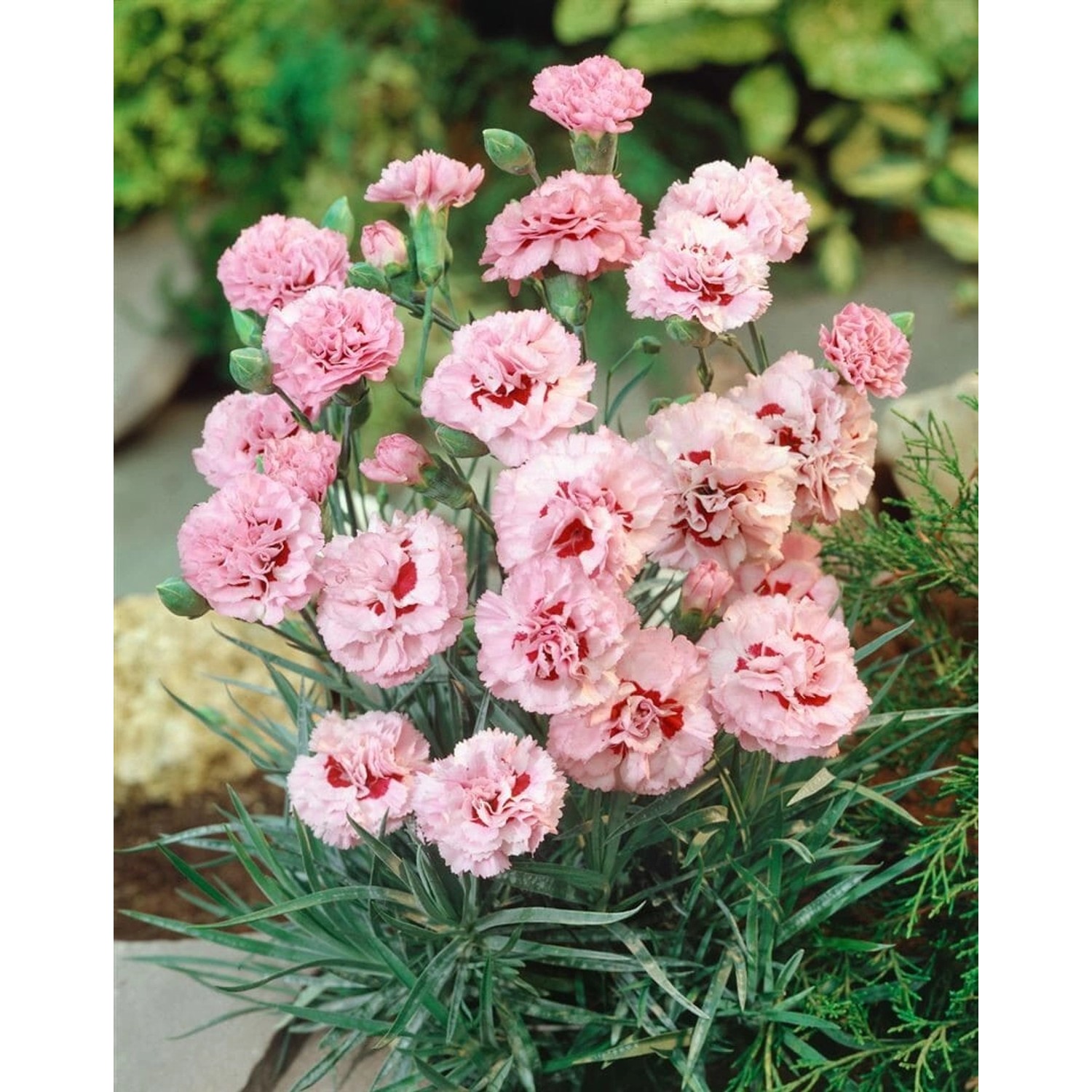 Dianthus Plumarius Ine Pfingstnelke Ca. 9x9 cm Topf günstig online kaufen