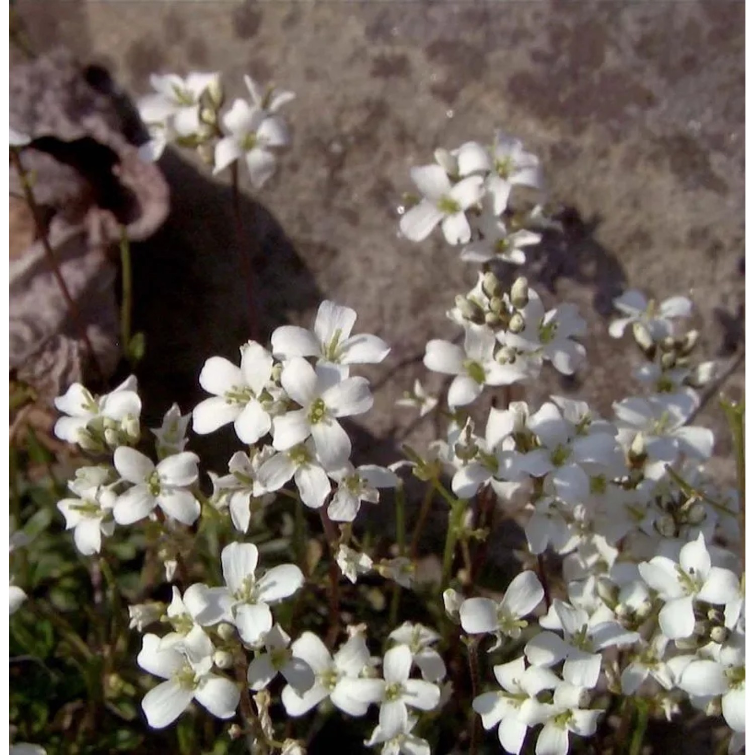 Schaumkresse Suedermann - Arabis procurrens