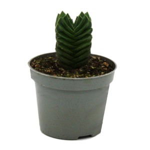 Exotenherz Sukkulente Crassula Buddhas Tempel im 6cm Topf.