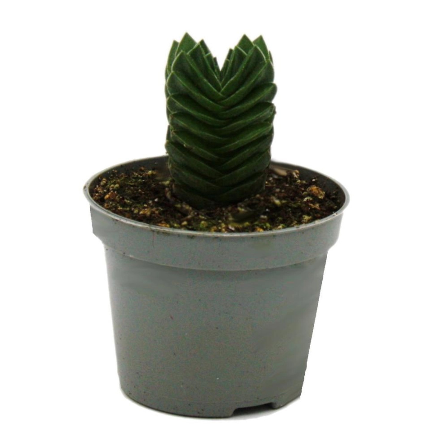 Exotenherz Sukkulente Crassula Buddhas Tempel Mini-Dickblatt 6cm Topf günstig online kaufen