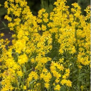 Goldgelbe Goldrute 'Goldkind' (Solidago) im Detail. Gartenstaude mit vielen kleinen Blüten.