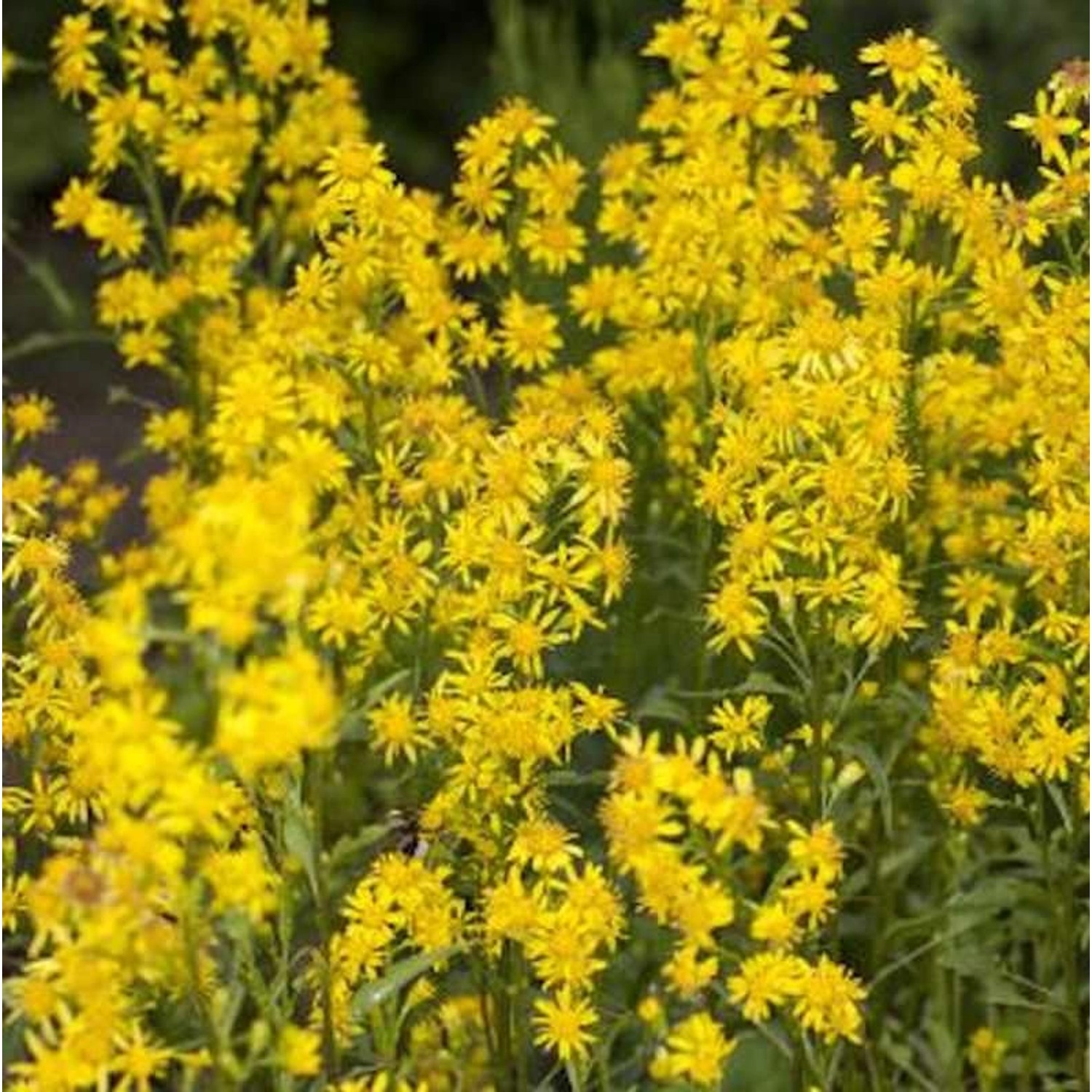 Goldrute Goldkind - Solidago günstig online kaufen