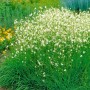 Astlose Graslilie (Anthericum Liliago) mit weißen Blüten im Gartenbeet.