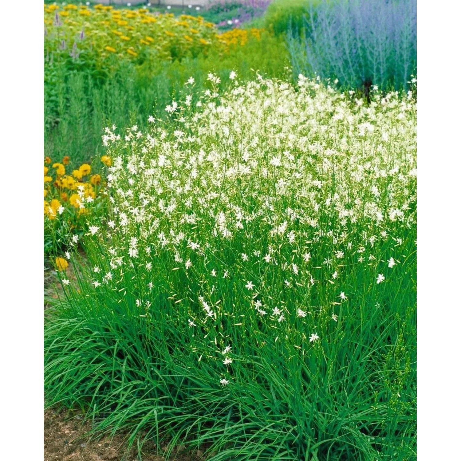 Astlose Graslilie (Anthericum Liliago) mit weißen Blüten im Gartenbeet.