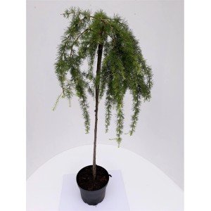 Hängelärche 'Stiff Weeper' auf Stämmchen, ca. 150cm hoch, im Topf. Hausbaum für Garten und Terrasse.