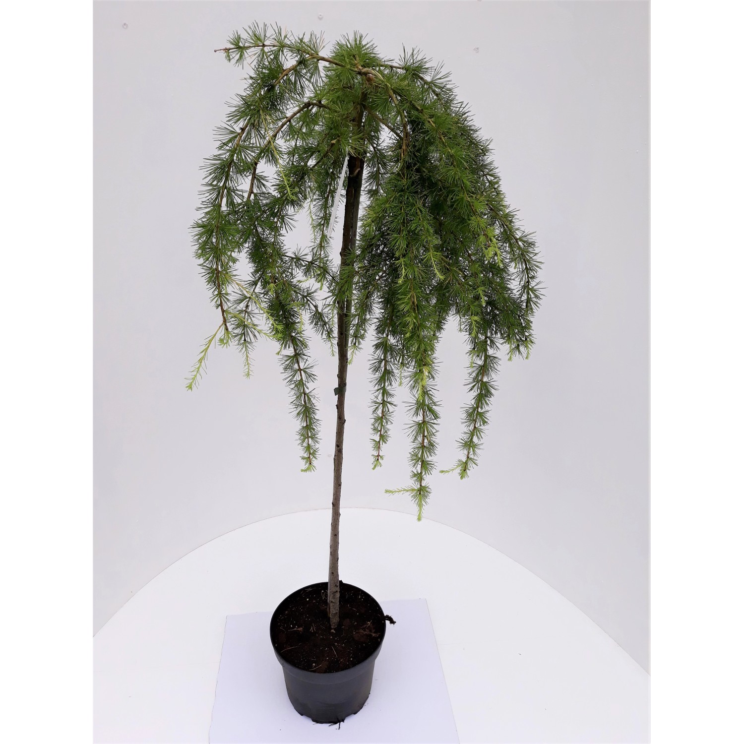 Pflanzen-Boering Larix Stiff Weeper Hängelärche-Stämmchen Gesamthöhe 150-16 günstig online kaufen