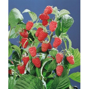 Himbeerstrauch 'Schönemann': Rote, reife Himbeeren an einem buschigen Strauch mit grünen Blättern.