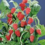 Himbeerstrauch 'Schönemann': Rote, reife Himbeeren an einem buschigen Strauch mit grünen Blättern.