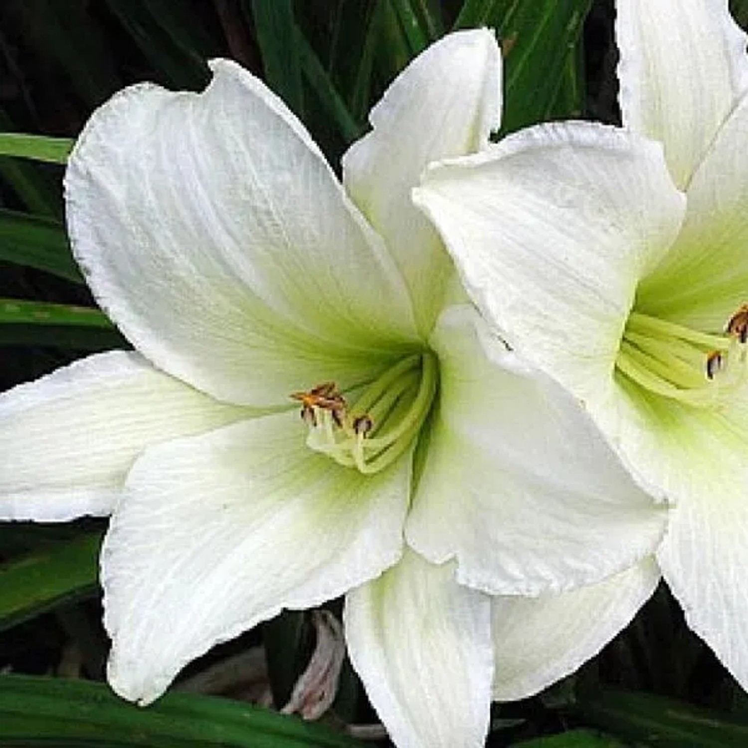 6 x Taglilie 'Light the Way' Hemerocallis Topf 9cm Lange Blütezeit
