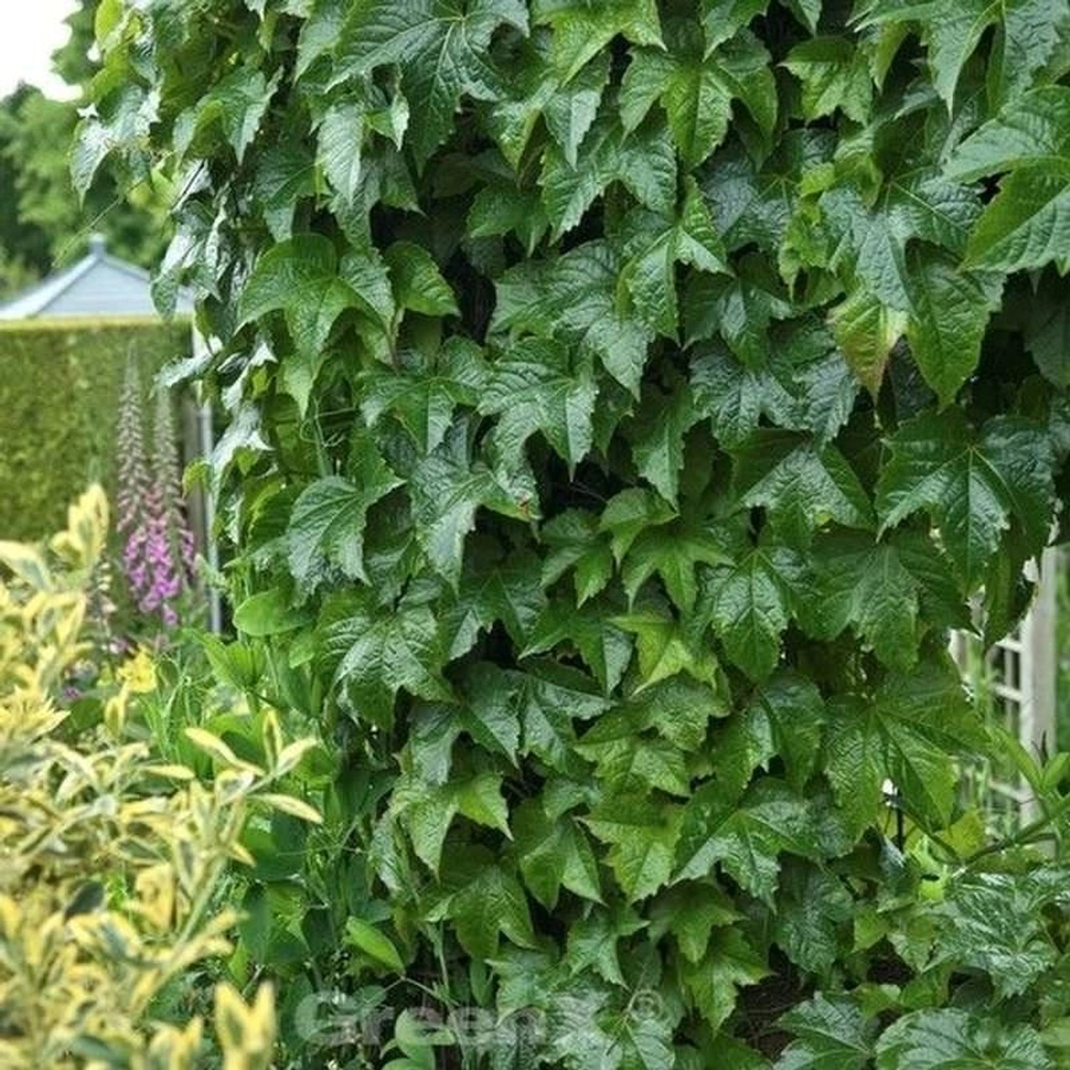 Robuste Jungfernrebe 60-80cm - Parthenocissus tricuspidata günstig online kaufen