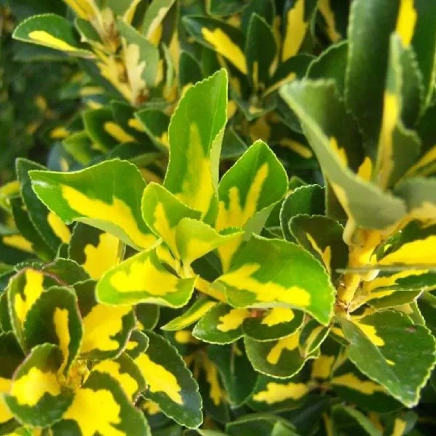 Japanspindel 'Luna' Euonymus japonicus 60 bis 80 cm im Container Goldlaubig