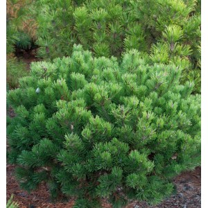 Grüne Zwerg-Latschenkiefer 'Klostergrün' (Pinus mugo) im Detail.