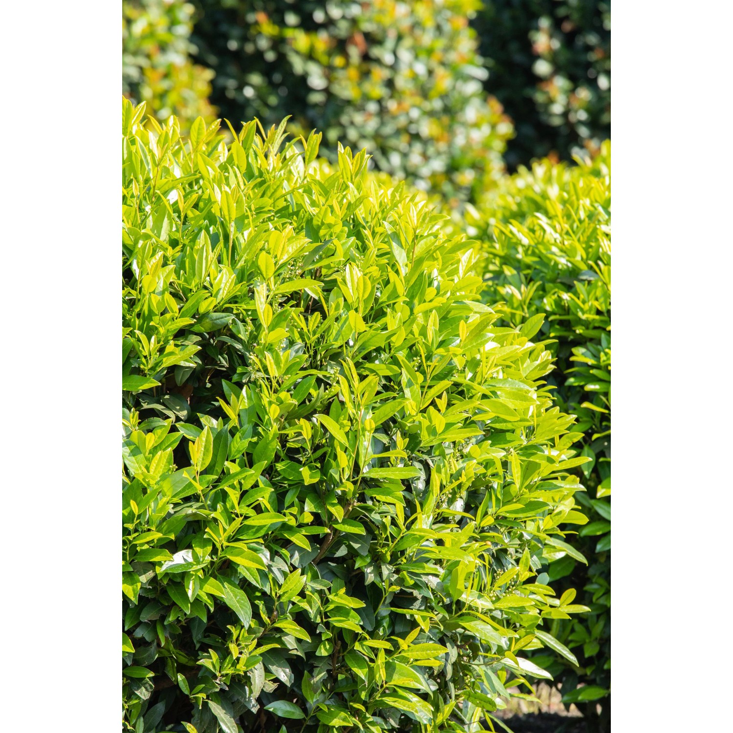 Kirschlorbeer "Caucasica" Höhe ca. 60 80 cm Topf ca. 5 l Prunus
