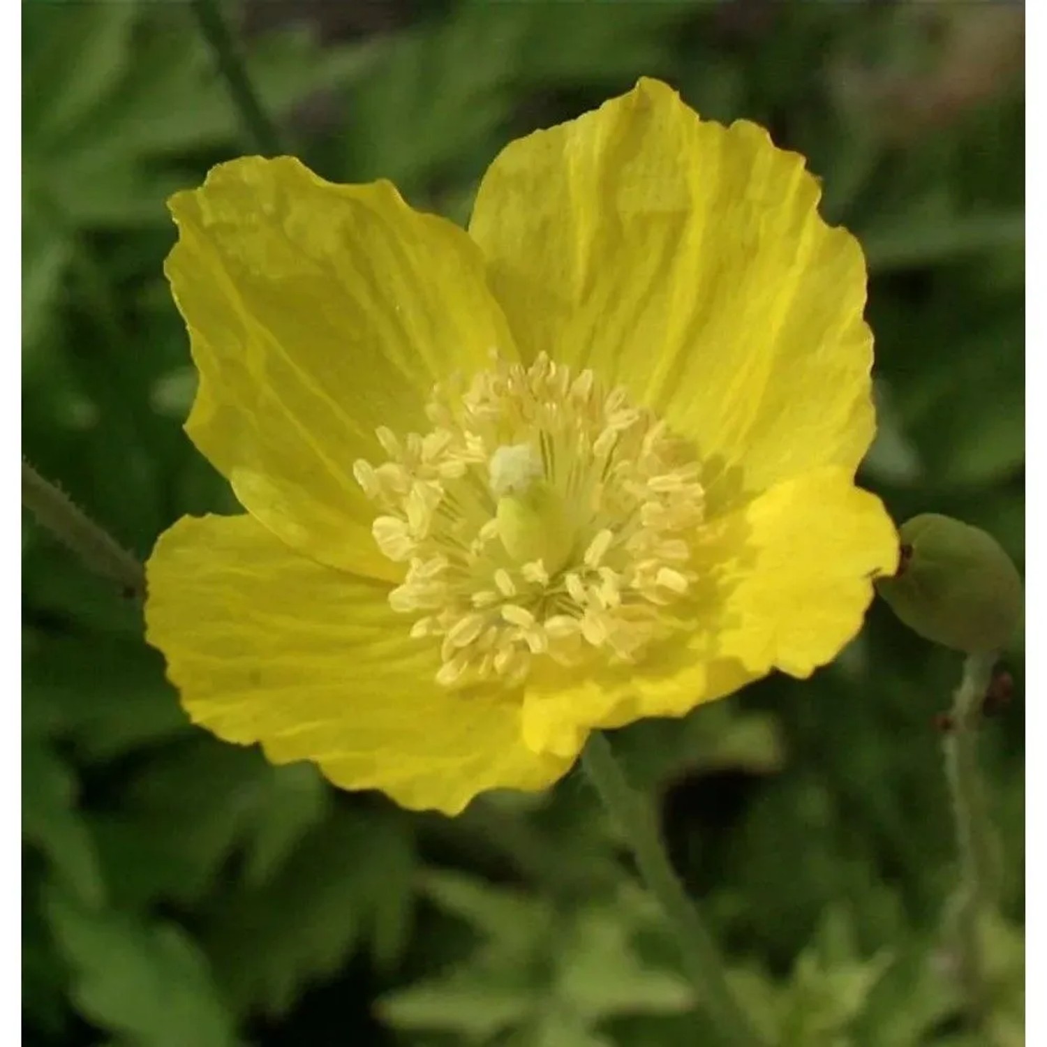 Wald Scheinmohn - Papaver cambricum